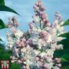 Lilac 'Beauty Of Moscow' -Garden Plants Shop SYRI T59937 B