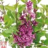 Lilac 'Bloomerang Dark Purple' -Garden Plants Shop SYRI T68533 B