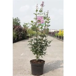 Lilac 'Bloomerang Dark Purple' -Garden Plants Shop SYRI T68533 B h