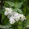 Syringa Vulgaris 'Madame Casimir Périer' -Garden Plants Shop SYRI CASIMIRPE1