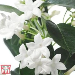 Stephanotis Floribunda On A Hoop 12 Stephanotis Floribunda On A Hoop -Garden Plants Shop Steph3