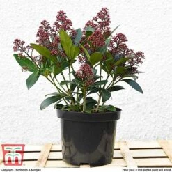 Skimmia Japonica 'Rubella' 14 Skimmia Japonica 'Rubella' -Garden Plants Shop T57538 arrival