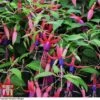 Fuchsia 'Genii' (Hardy) -Garden Plants Shop T57750 FUCH 2