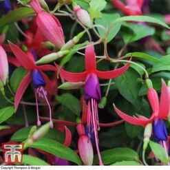 Fuchsia 'Genii' (Hardy) 7 Fuchsia 'Genii' (Hardy) -Garden Plants Shop T57750 FUCH 3