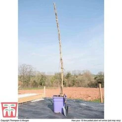 Wisteria Sinensis 'Prolific' -Garden Plants Shop T57979 arrival 10l