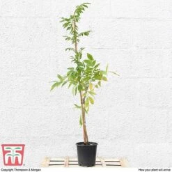 Wisteria Sinensis 'Prolific' -Garden Plants Shop T57979 arrival