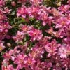 Clematis 'Broughton Star' -Garden Plants Shop T59424 CLEM 1