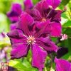 Clematis Viticella 'Royal Velours' -Garden Plants Shop T59460 CLEM 1