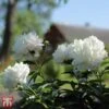 Tree Peony 'Xue Ta' -Garden Plants Shop T62070 PEON 1
