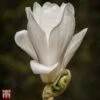 Magnolia X Soulangeana 'Alba Superba' -Garden Plants Shop T63587 MAGN 1