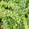 Berberis Thunbergii 'Green Carpet' -Garden Plants Shop T66071 BERB 1