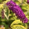 Buddleja Davidii 'Santana' -Garden Plants Shop T66093 BUDD 1