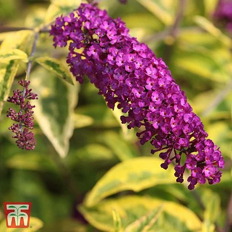 Buddleja Davidii 'Santana' 3 Buddleja Davidii 'Santana'