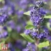 Caryopteris X Clandonensis 'Grand Bleu' -Garden Plants Shop T66106 CARY 1