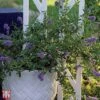 Ceanothus 'Marie Bleu' -Garden Plants Shop T66111 CEAN 1