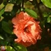 Chaenomeles X Superba 'Cameo' 2 Chaenomeles X Superba 'Cameo' -Garden Plants Shop T66122 CHAM 1