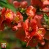 Chaenomeles X Superba 'Clementine' -Garden Plants Shop T66123 CHAE 1