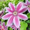 Clematis 'Carnaby' -Garden Plants Shop T66147 CLEM 1