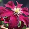 Clematis 'Niobe' -Garden Plants Shop T66155 CLEM 1
