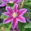 Clematis 'Red Pearl' -Garden Plants Shop T66157 CLEM 1