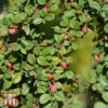 Cotoneaster Microphyllus 'Streibs Findling' -Garden Plants Shop T66185 COTO 1