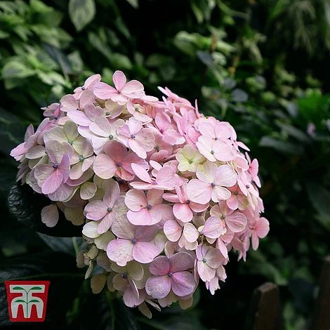 Hydrangea Macrophylla 'Bouquet Rose' 3 Hydrangea Macrophylla 'Bouquet Rose'