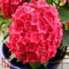 Hydrangea Macrophylla 'Leuchtfeuer' -Garden Plants Shop T66236 HYDR 1