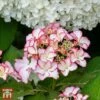 Hydrangea Macrophylla 'Mirai' -Garden Plants Shop T66238 HYDR 1