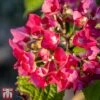 Hydrangea Macrophylla 'Red Baron' -Garden Plants Shop T66241 HYDR 1