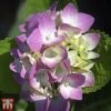 Hydrangea Macrophylla 'Rosita' -Garden Plants Shop T66242 HYDR 1
