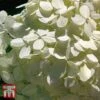 Hydrangea Macrophylla 'Soeur Therese' -Garden Plants Shop T66244 HYDR 1