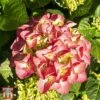 Hydrangea Serrata Preziosa'
