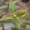 Hypericum X Moserianum 'Tricolor' 1 Hypericum X Moserianum 'Tricolor' -Garden Plants Shop T66264 HYPE 1