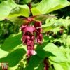 Leycesteria Formosa 'Purple Rain' -Garden Plants Shop T66328 LEYC 1
