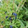 Lonicera Kamtschatica 'Balalaika' -Garden Plants Shop T66330 LONI 1