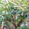 Lonicera Kamtschatica 'Eisbar' -Garden Plants Shop T66334 LONI 1