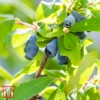 Lonicera Kamtschatica 'Myberry Sweet' -Garden Plants Shop T66336 LONI 1