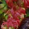 Parthenocissus Quinquefolia 'Engelmannii' -Garden Plants Shop T66356 PART 1