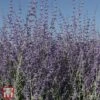 Perovskia Atriplicifolia 'Little Spire' -Garden Plants Shop T66361 PERO 1