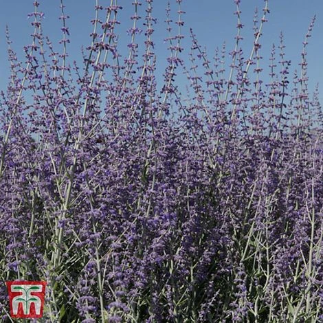 Perovskia Atriplicifolia 'Little Spire' 3 Perovskia Atriplicifolia 'Little Spire'