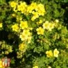 Potentilla Fruticosa 'Sommerflor' 1 Potentilla Fruticosa 'Sommerflor' -Garden Plants Shop T66408 POTE 1