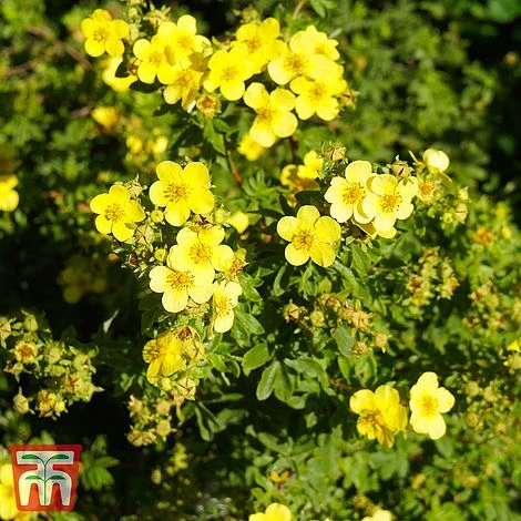 Potentilla Fruticosa 'Sommerflor' 3 Potentilla Fruticosa 'Sommerflor'