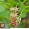 Ribes Gordonianum -Garden Plants Shop T66429 RIBE 1