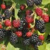 Blackberry 'Black Satin' -Garden Plants Shop T66441 BLAC 1