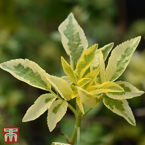 Sambucus Nigra 'Madonna' 3 Sambucus Nigra 'Madonna'