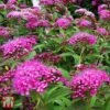 Spiraea Japonica 'Double Play Artist' -Garden Plants Shop T66462 SPIR 1