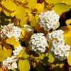 Spiraea X Vanhouttei 'Gold Fountain' 1 Spiraea X Vanhouttei 'Gold Fountain' -Garden Plants Shop T66475 SPIR 1