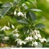 Styrax Japonicus 1 Styrax Japonicus -Garden Plants Shop T66478 STYR 1