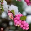 Symphoricarpos 'Magical Candy' -Garden Plants Shop T66483 SYMP 1