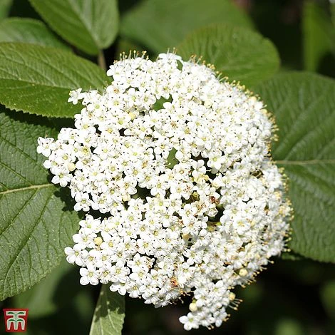 Viburnum Lantana 'Mohican' 3 Viburnum Lantana 'Mohican'